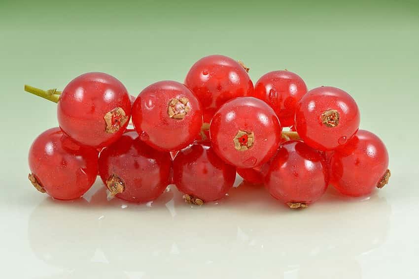 Bright red currants in clustered bunches.