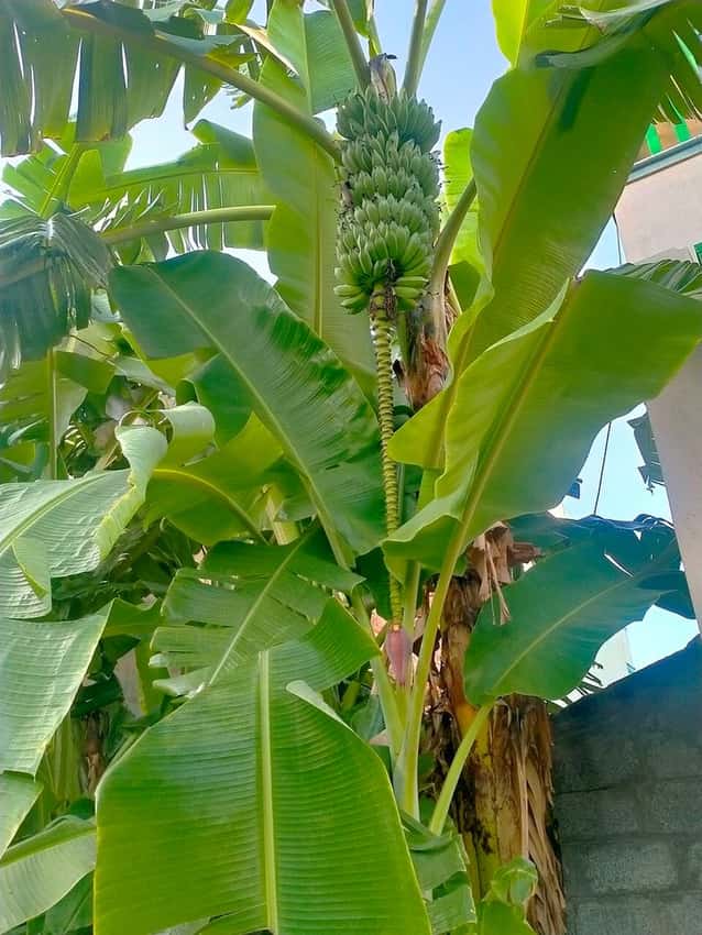 photo of a fruiting banana plant; Truly Tiny banana cultivar not verified in this image.