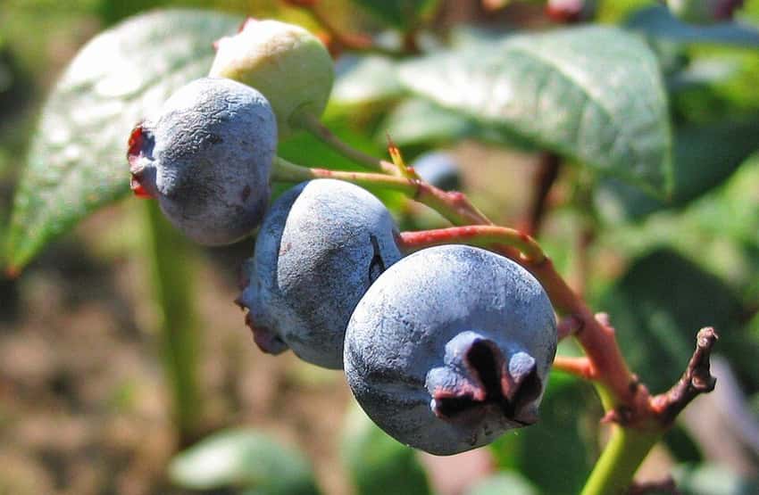 photo of blueberries; Chippewa blueberry cultivar not verified in this image.