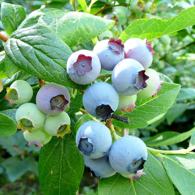 Bluecrop blueberries ripening on a bush.