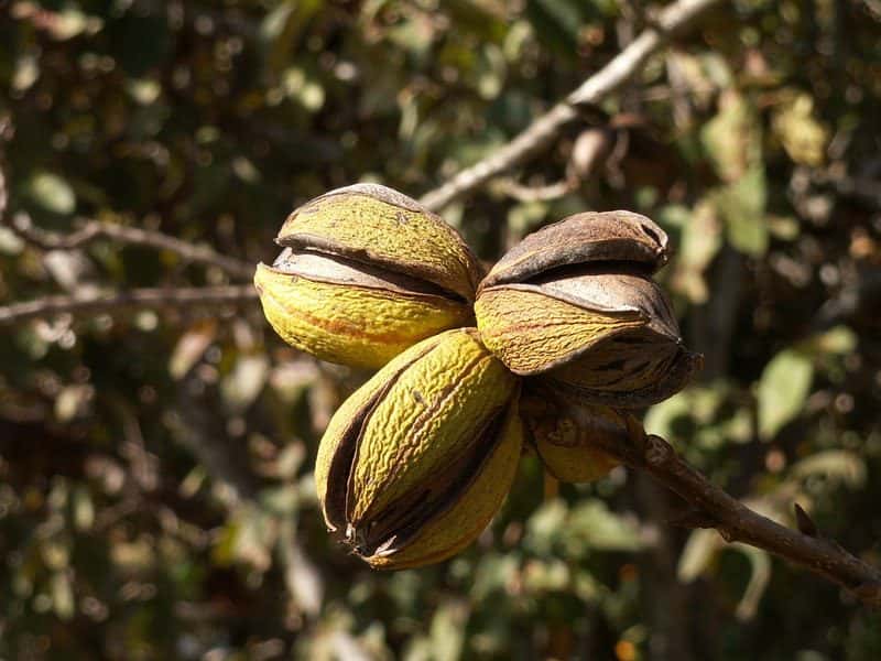 photo of pecans on a tree; Northern James pecan cultivar not verified in this image.