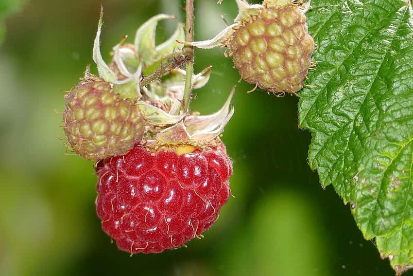 photo of red raspberries; Caroline red raspberry cultivar not verified in this image.