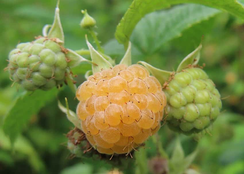 photo of yellow raspberries; Anne yellow raspberry cultivar not verified in this image.