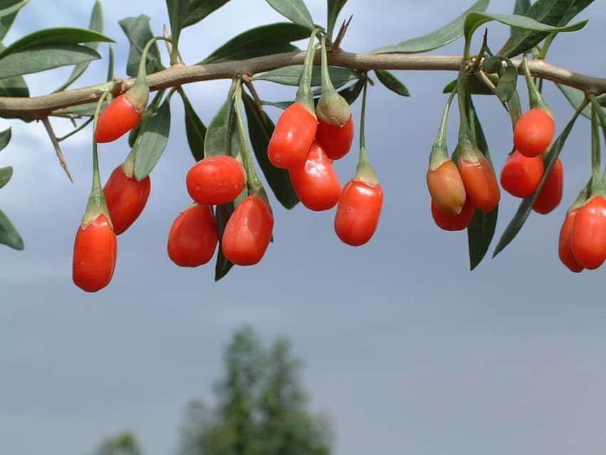 Red goji berries growing on a vine.