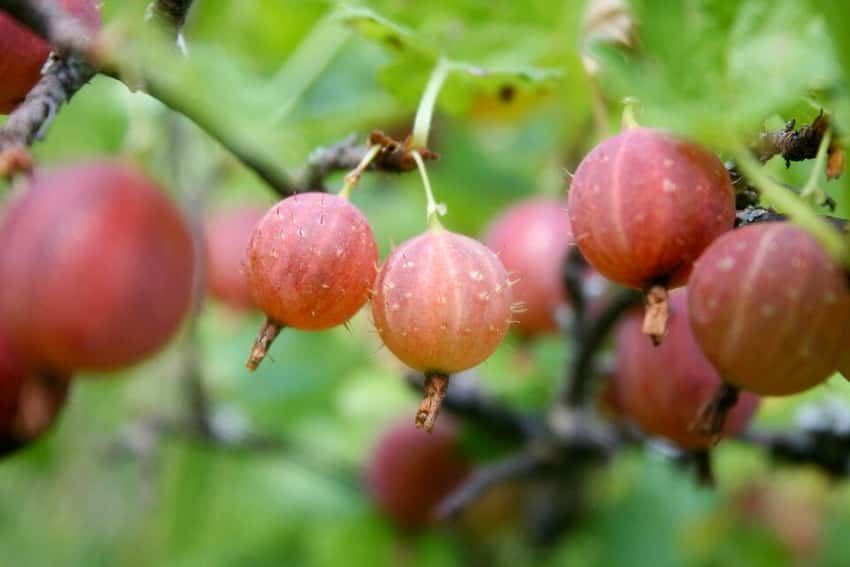 Pink gooseberries growing on a branch.