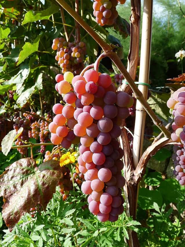 A bunch of pink-red Canadice grapes ripening on a vine.