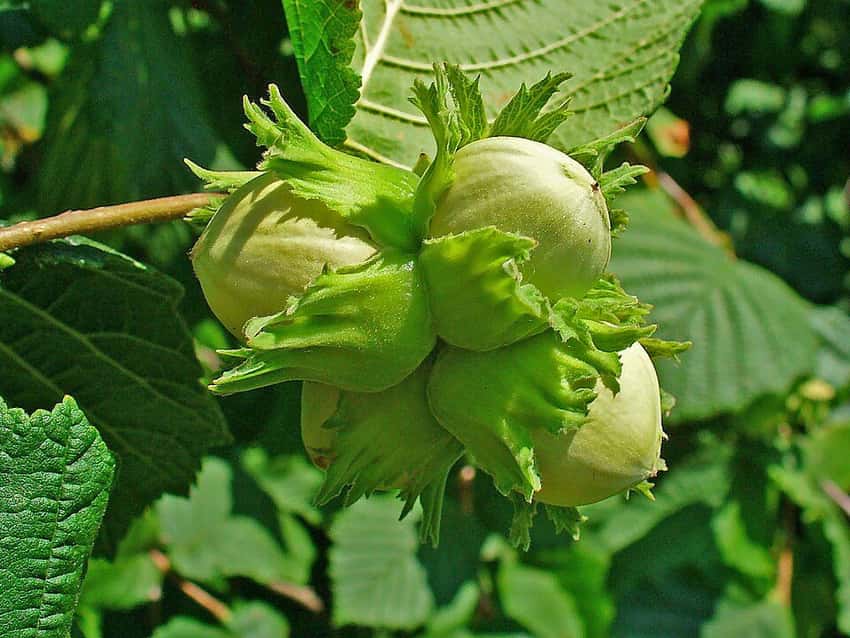 Green hazelnuts growing among leaves on a branch.