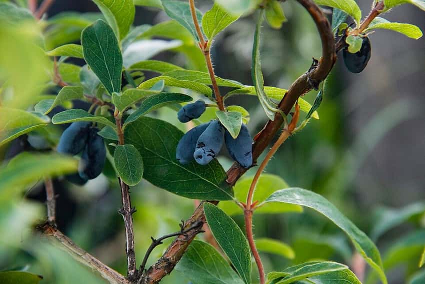 Blue honeyberries hanging from a branch.