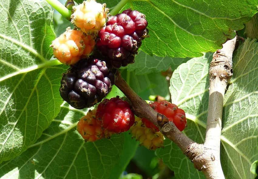 Black mulberries at different stages of ripeness on a branch.