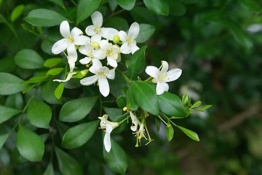 White orange jasmine flowers and glossy leaves.