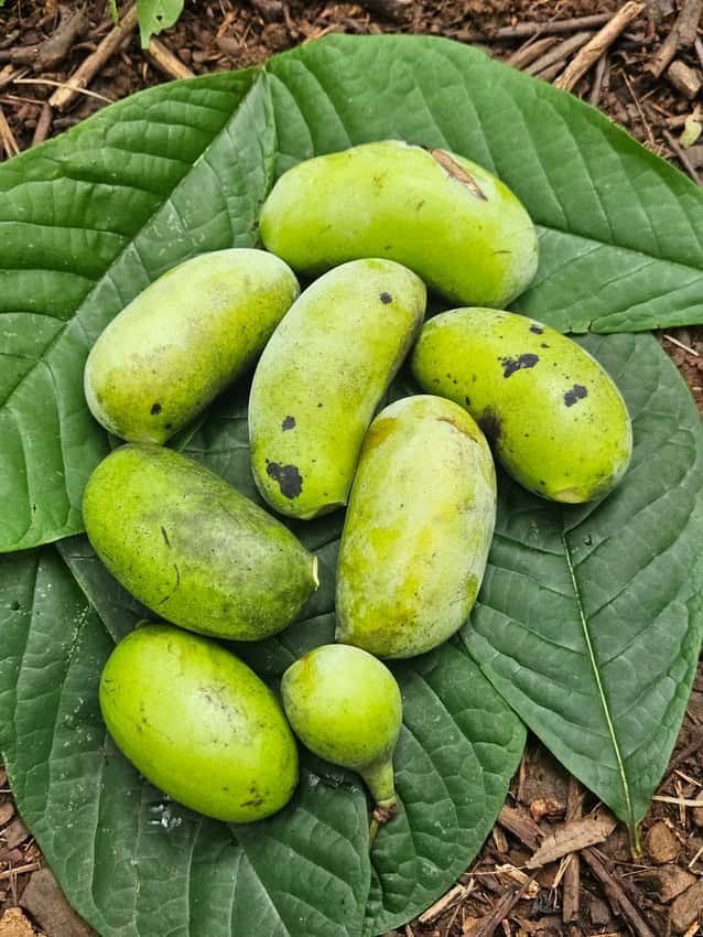 Harvested green pawpaw fruits displayed on large leaves.
