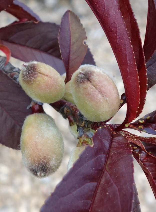 Bonfire peach with dark foliage and pink flowers.