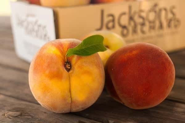 Two ripe Contender peaches photographed close up.