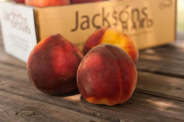 Three ripe Redhaven peaches photographed close up.