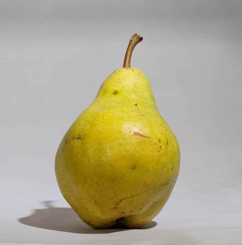 A ripe Bartlett pear.