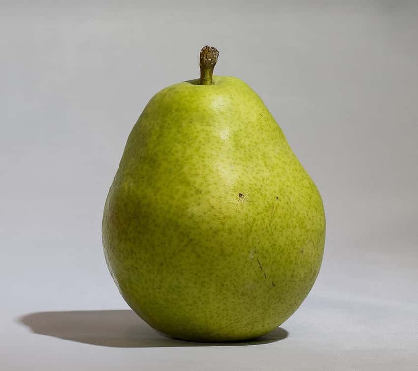 A ripe D’Anjou pear.