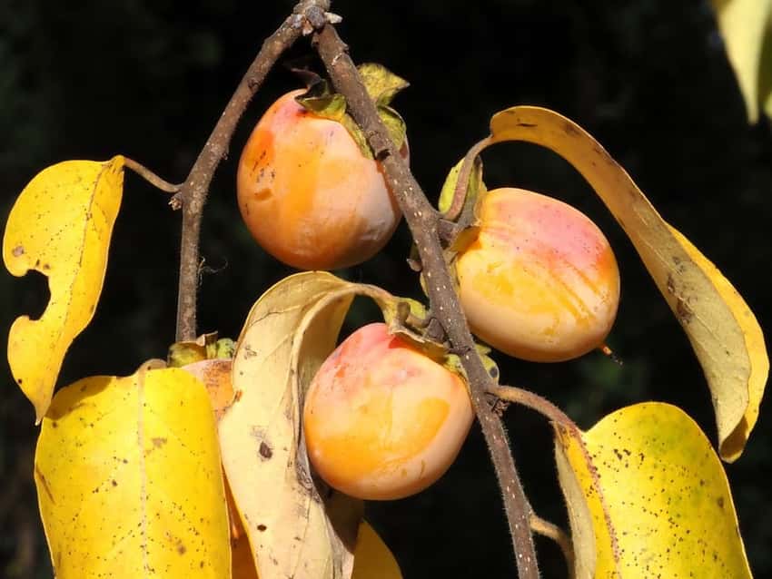Ripe orange American persimmons on a leafy branch.