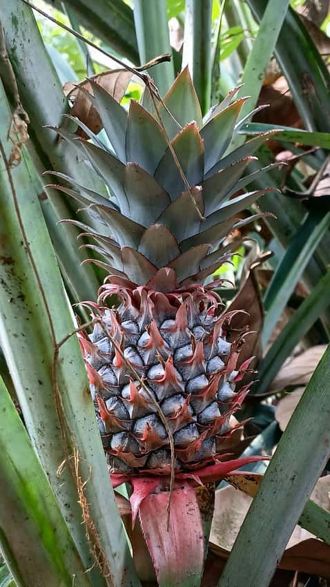 A developing pineapple fruit among its upright spiny leaves.