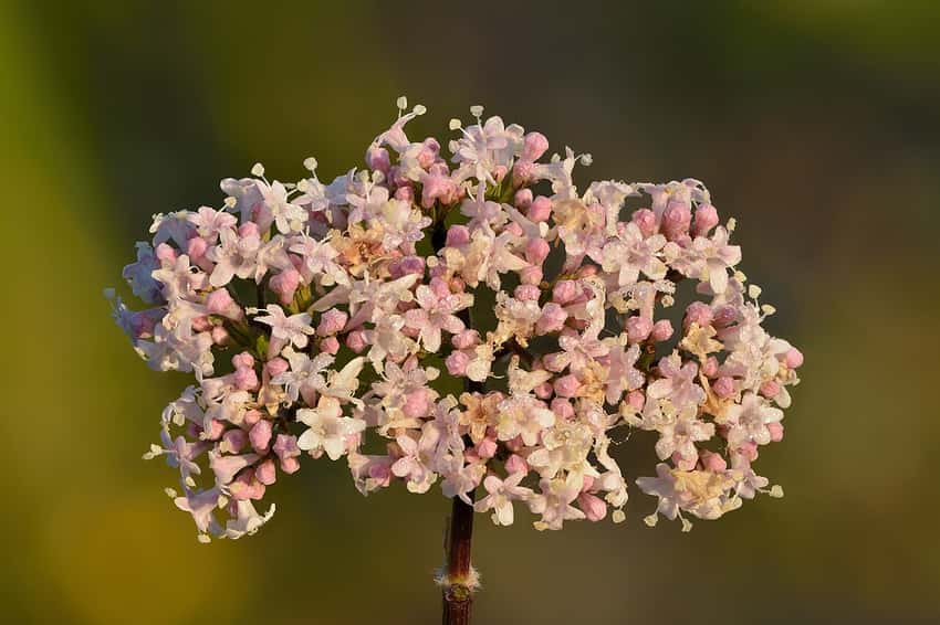 Dew-covered cluster of tiny pale pink and white Valeriana officinalis flowers.