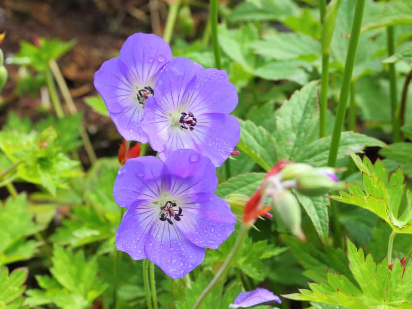 Violet-blue Rozanne geranium flowers with white centers and raindrops.