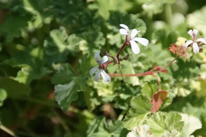 Ginger mint showing its leaves and small flowers.