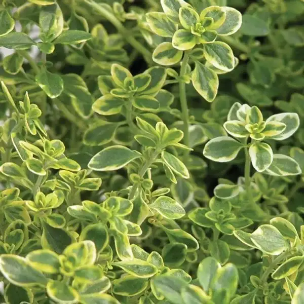 Thymus citriodorus Golden Lemon thyme