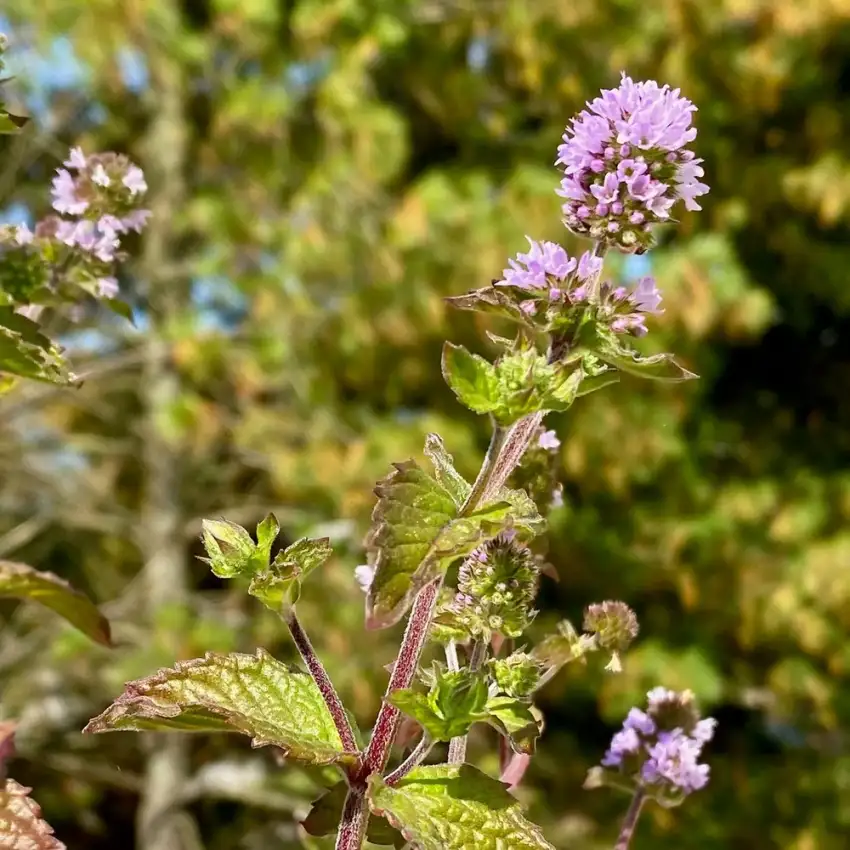Grapefruit mint, Mentha × piperita f. citrata 'Grapefruit'