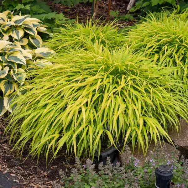 All Gold Japanese forest grass foliage and garden habit