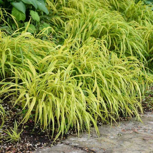 Aureola Japanese forest grass foliage and garden habit