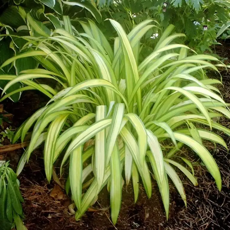 Banana Boat sedge clump with creamy yellow leaves and green margins