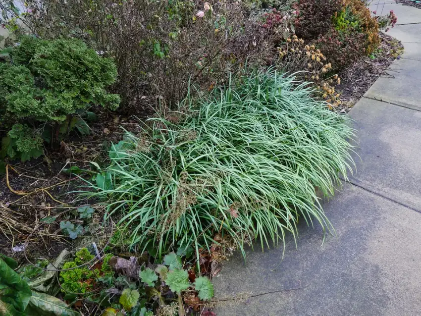 Big Blue lilyturf foliage and form