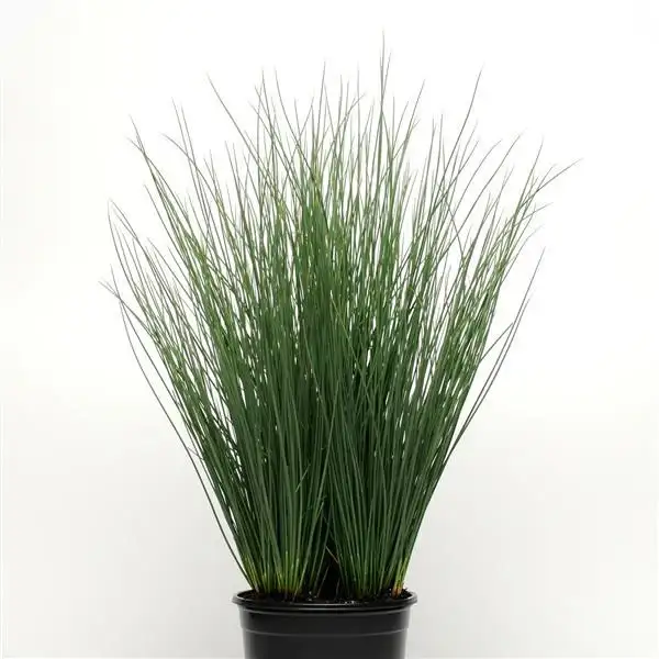 ColorGrass Blue Arrows Juncus with upright blue-green stems in a nursery pot
