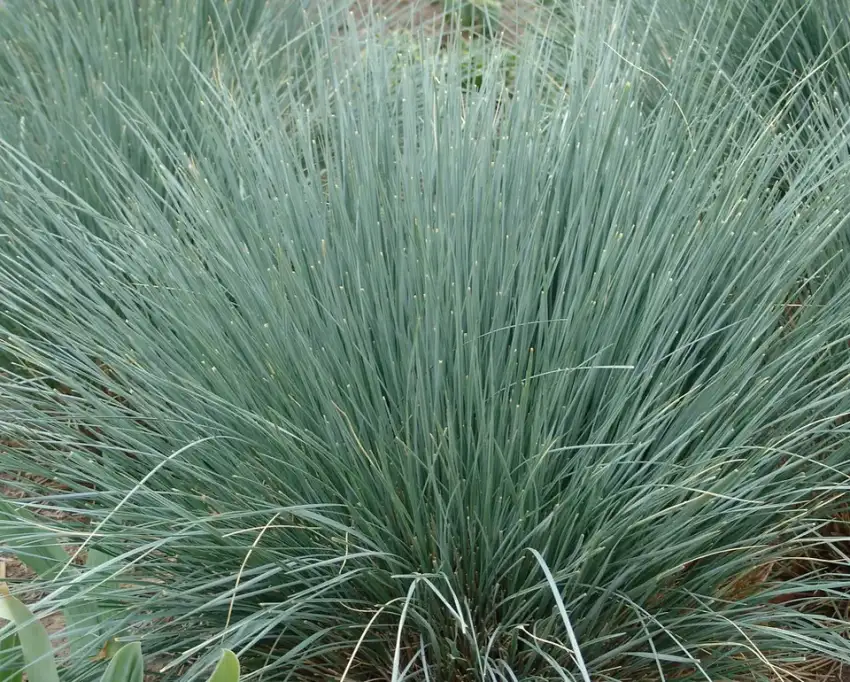 Blue oat grass foliage and form
