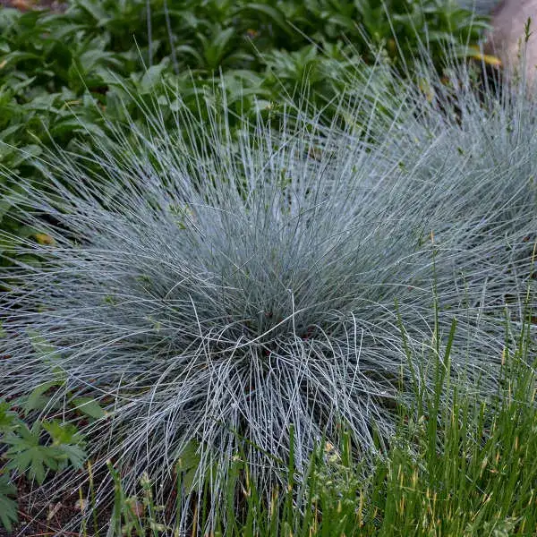 Blue Whiskers blue fescue foliage and garden habit