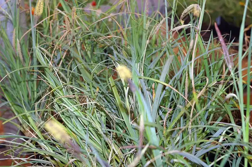 Blue Zinger blue sedge foliage and seed stems
