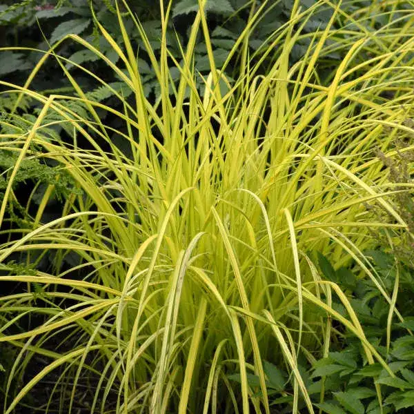 Bowles Golden sedge foliage and garden habit