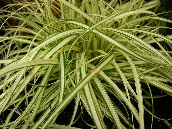 Everest sedge cream-white and green striped foliage