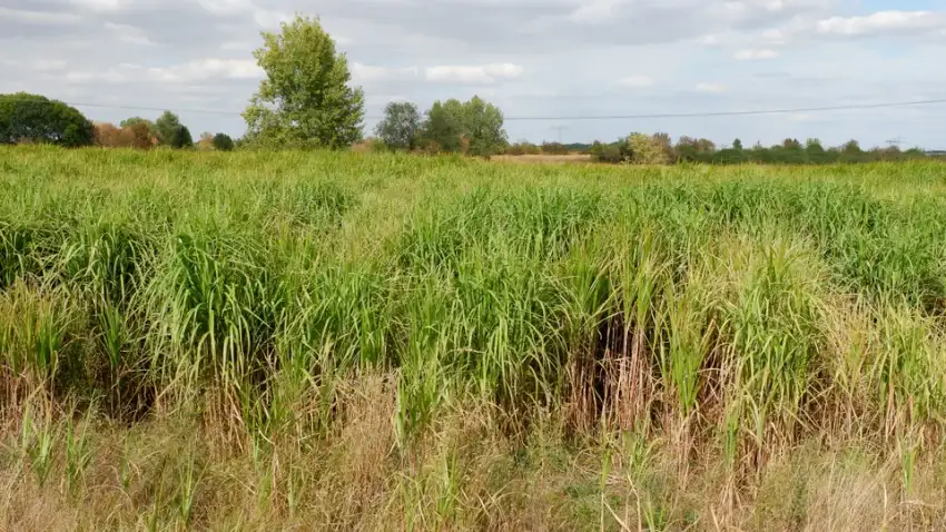 Dense planting of giant miscanthus