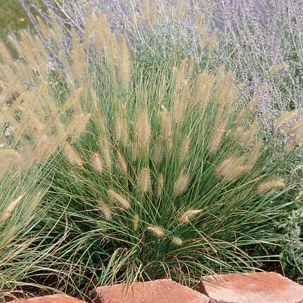 Hameln dwarf fountain grass foliage and garden habit