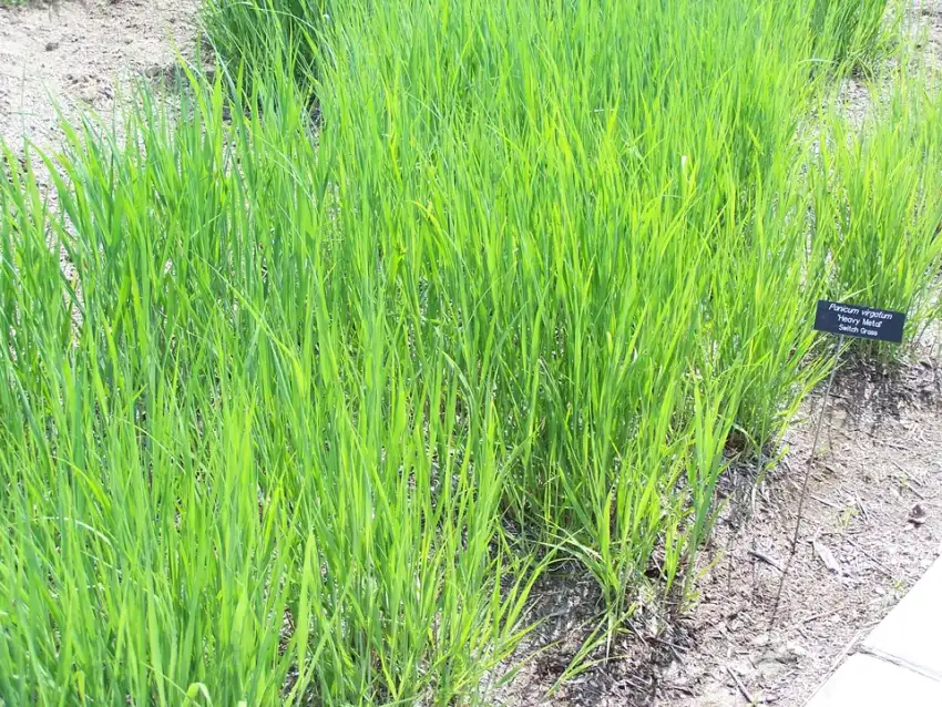 Heavy Metal switchgrass foliage and flower stems