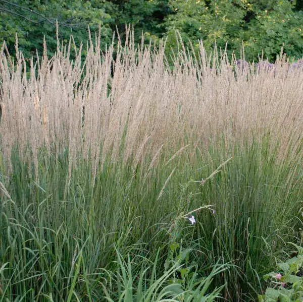 Karl Foerster feather reed grass foliage and garden habit