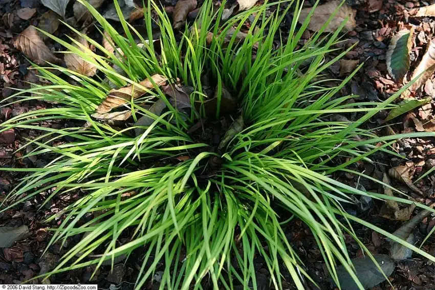 Dwarf golden sweet flag foliage and form