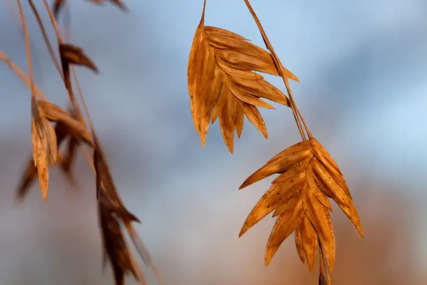 Northern sea oats dangling seed heads