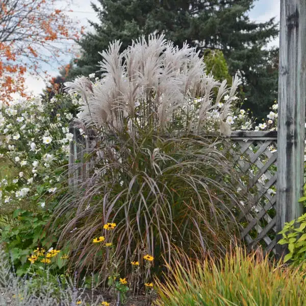 Oktoberfest maiden grass showing its full clump and ornamental plumes. Photo courtesy of Walters Gardens.