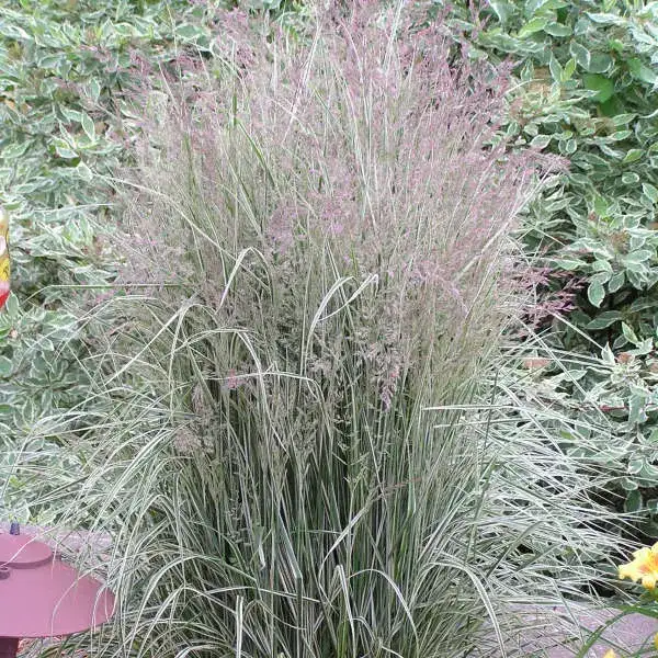 Overdam variegated feather reed grass foliage and garden habit
