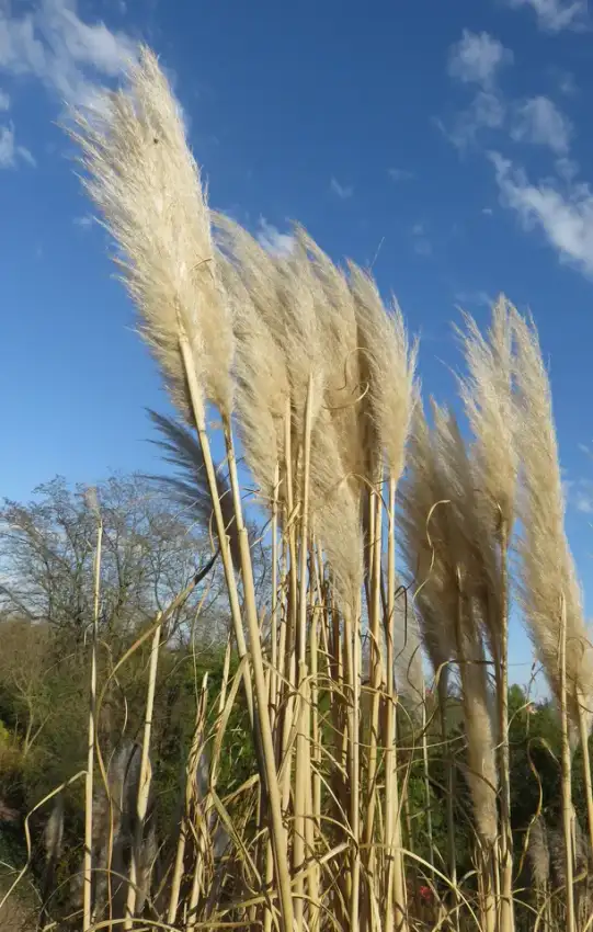 Dwarf pampas grass plumes against blue sky