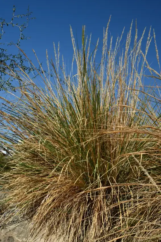 Ravenna grass clump and tall stems