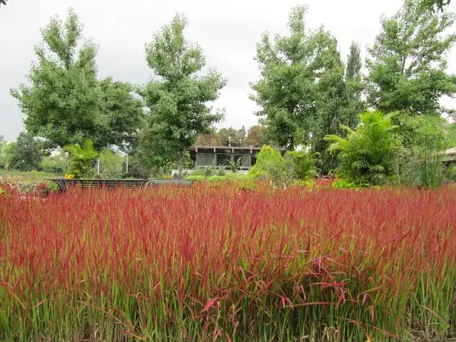 Red Baron Japanese blood grass foliage and form