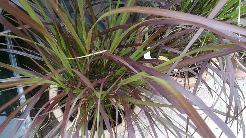 Purple fountain grass Rubrum burgundy foliage in a close view
