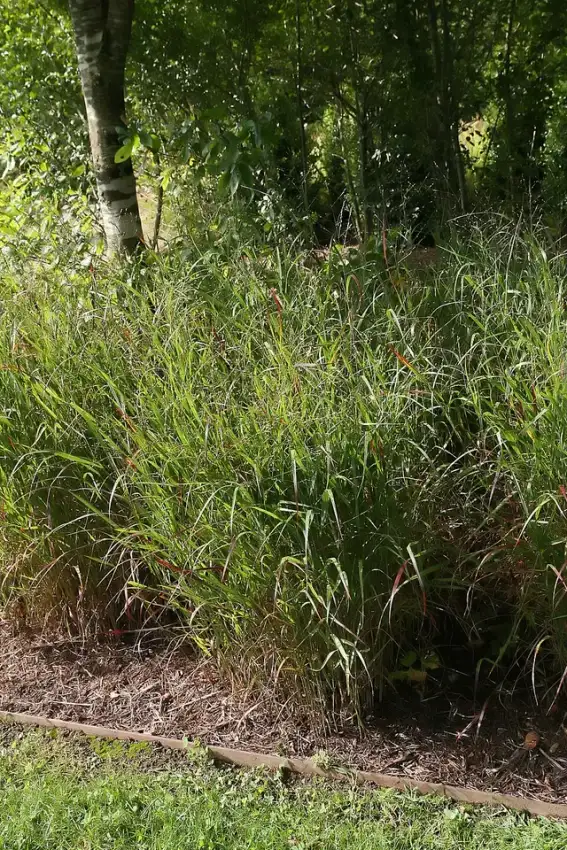 Shenandoah switchgrass foliage and flower stems